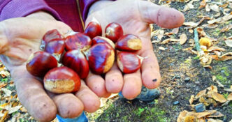 Castagne