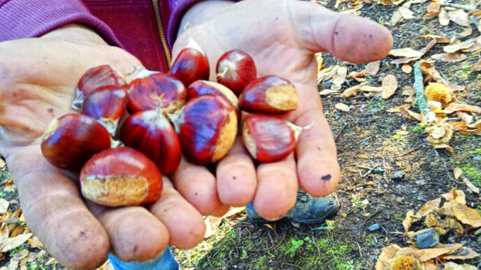 Castagne